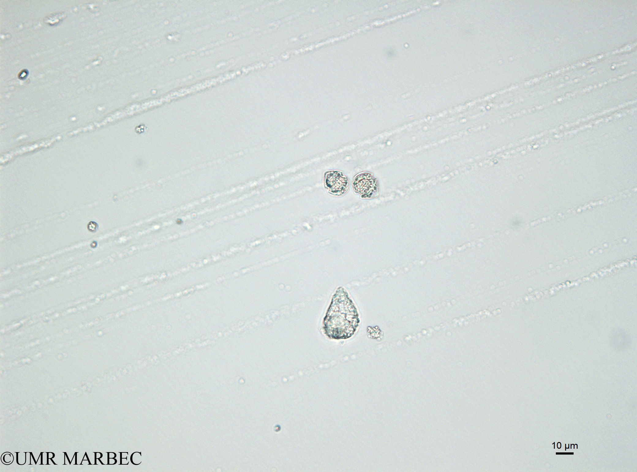 phyto/Bizerte/bizerte_bay/RISCO April 2014/Scrippsiella trochoidea (141215_001_ovl-2)(copy).jpg